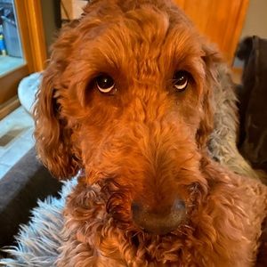 Meet your Posher, Brandon